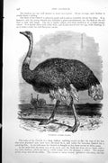 Original Old Antique Print Ostrich Struthio Camelus C1890 19th