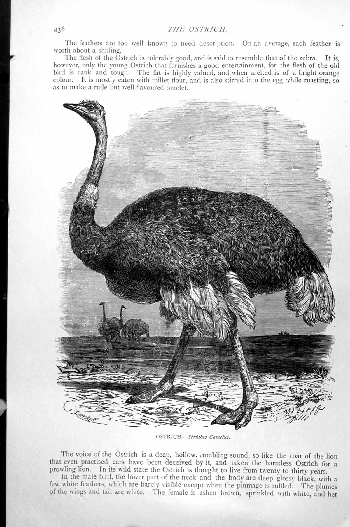 Original Old Antique Print Ostrich Struthio Camelus C1890 19th