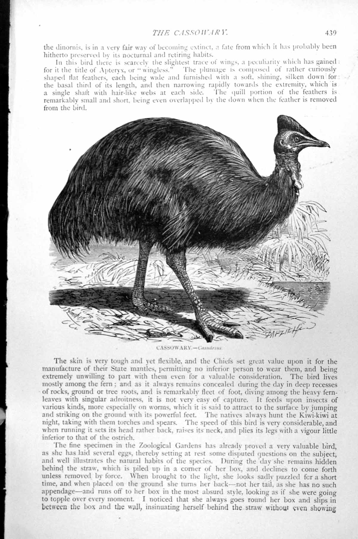 Original Old Antique Print Cassowary Casuarius C1890 19th Century