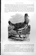 Original Old Antique Print Great Bustard Otis Tarda C1890 19th