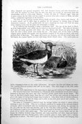 Original Old Antique Print Lapwing Vanellus Cristatus C1890 19th