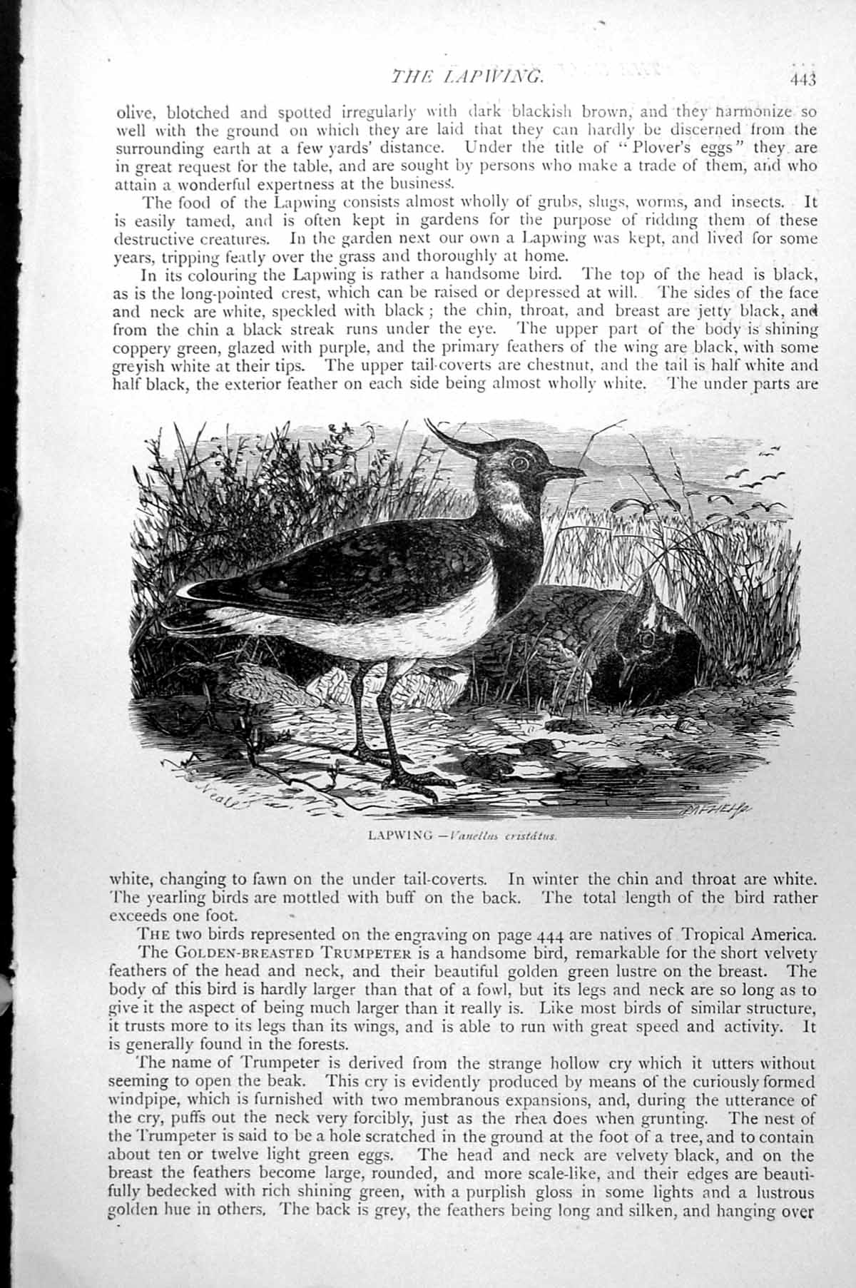 Original Old Antique Print Lapwing Vanellus Cristatus C1890 19th