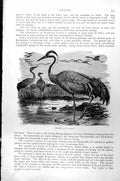 Original Old Antique Print Crane Standing Water Flock Flying Grus Cinerea C1890
