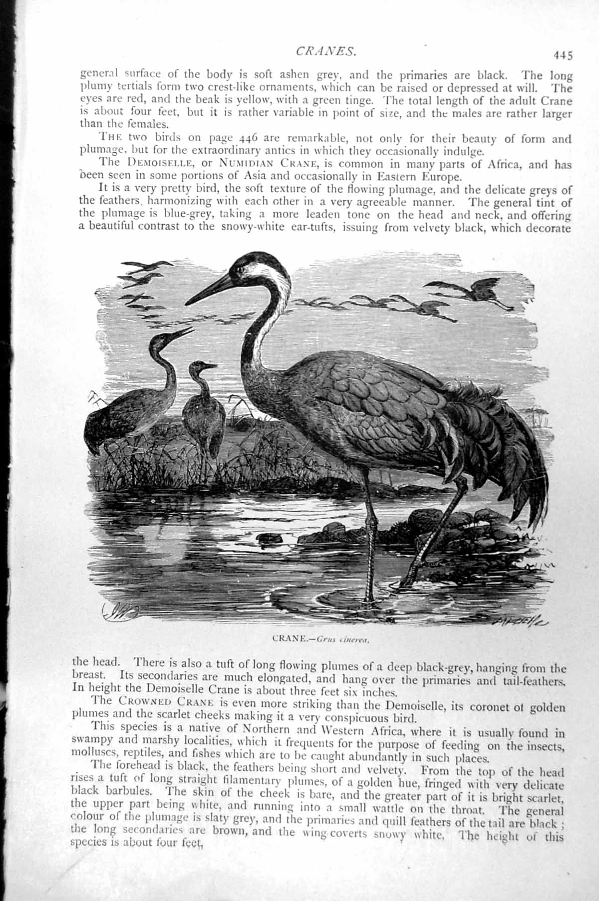 Original Old Antique Print Crane Standing Water Flock Flying Grus Cinerea C1890