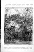 Old Print Bittern Botaurus Stelaris Egret Ardea Egretta Heron Ardea C1890 19th