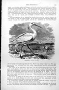 Antique Print Spoonbill Standing Feeding Landing Platalea Leucorodia C1890 19th