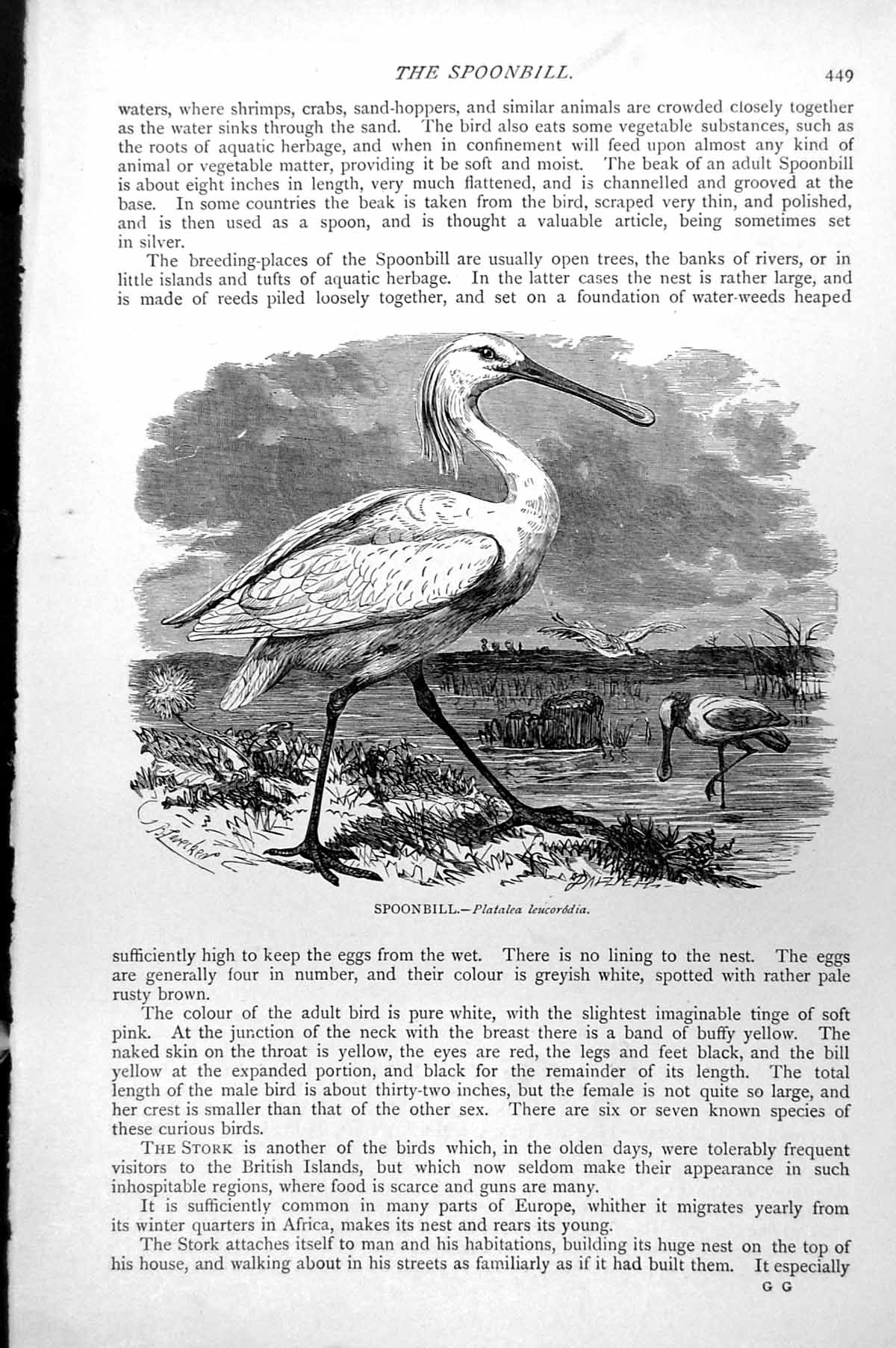 Antique Print Spoonbill Standing Feeding Landing Platalea Leucorodia C1890 19th