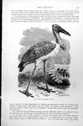 Original Old Antique Print Adjutant Leptoptilos Argala C1890 19th