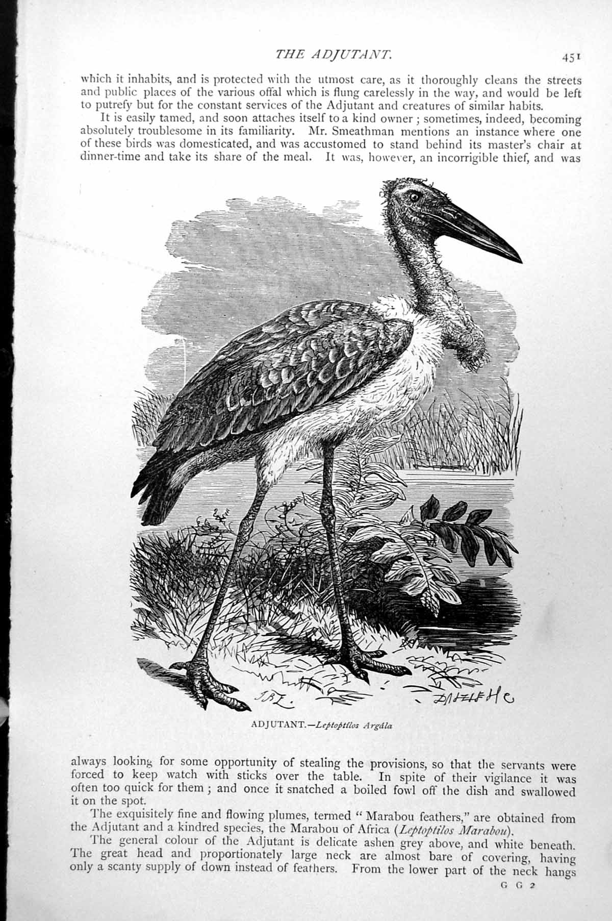 Original Old Antique Print Adjutant Leptoptilos Argala C1890 19th