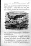 Antique Old Print Whimbrel Numenius Phaeopus Curlew Numenius Arquata C1890 19th