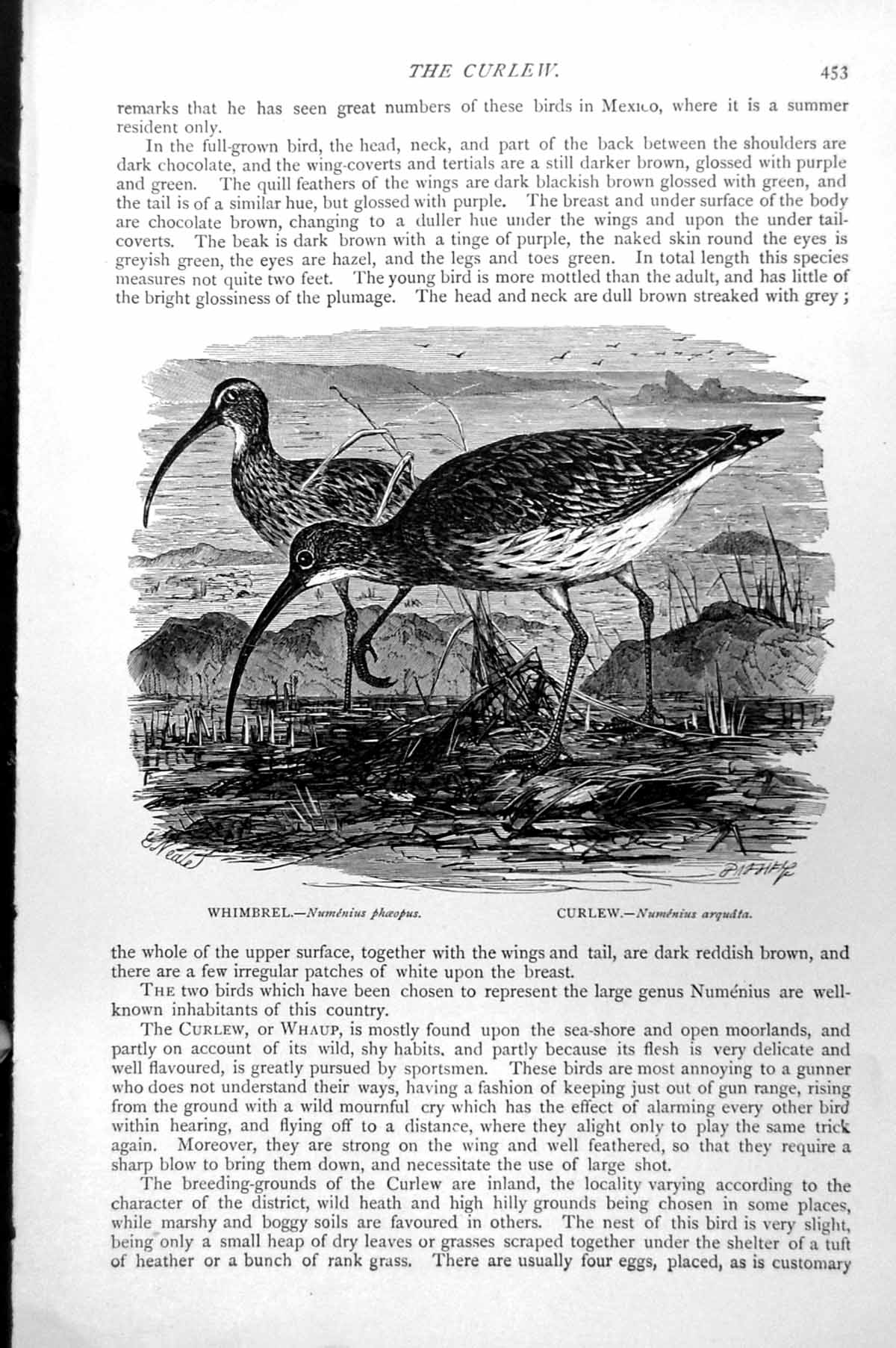 Antique Old Print Whimbrel Numenius Phaeopus Curlew Numenius Arquata C1890 19th