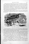 Original Old Antique Print Great Snipe Gallinago Major C1890 19th
