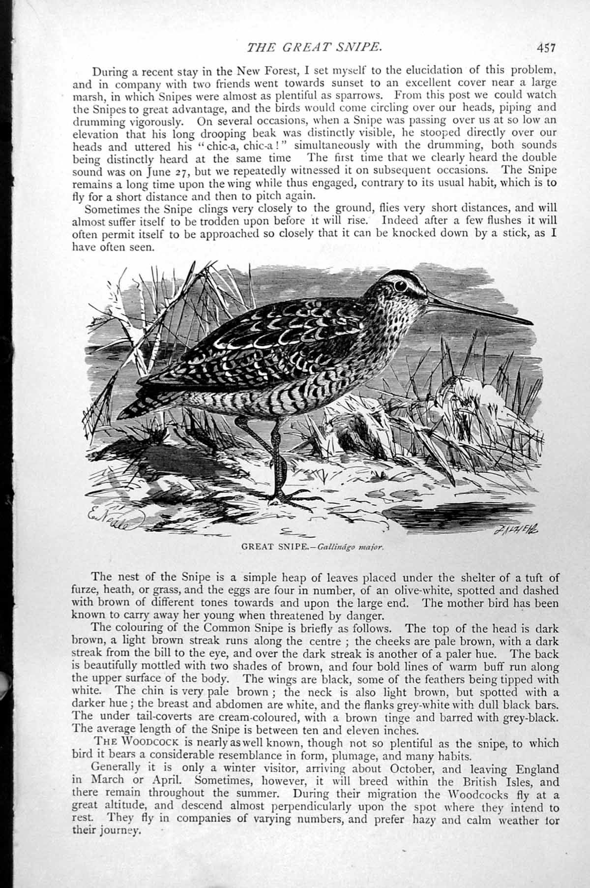 Original Old Antique Print Great Snipe Gallinago Major C1890 19th