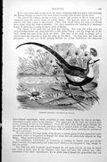 Original Old Antique Print Chinese Jacana Hydrophasianus Sinensis C1890 19th