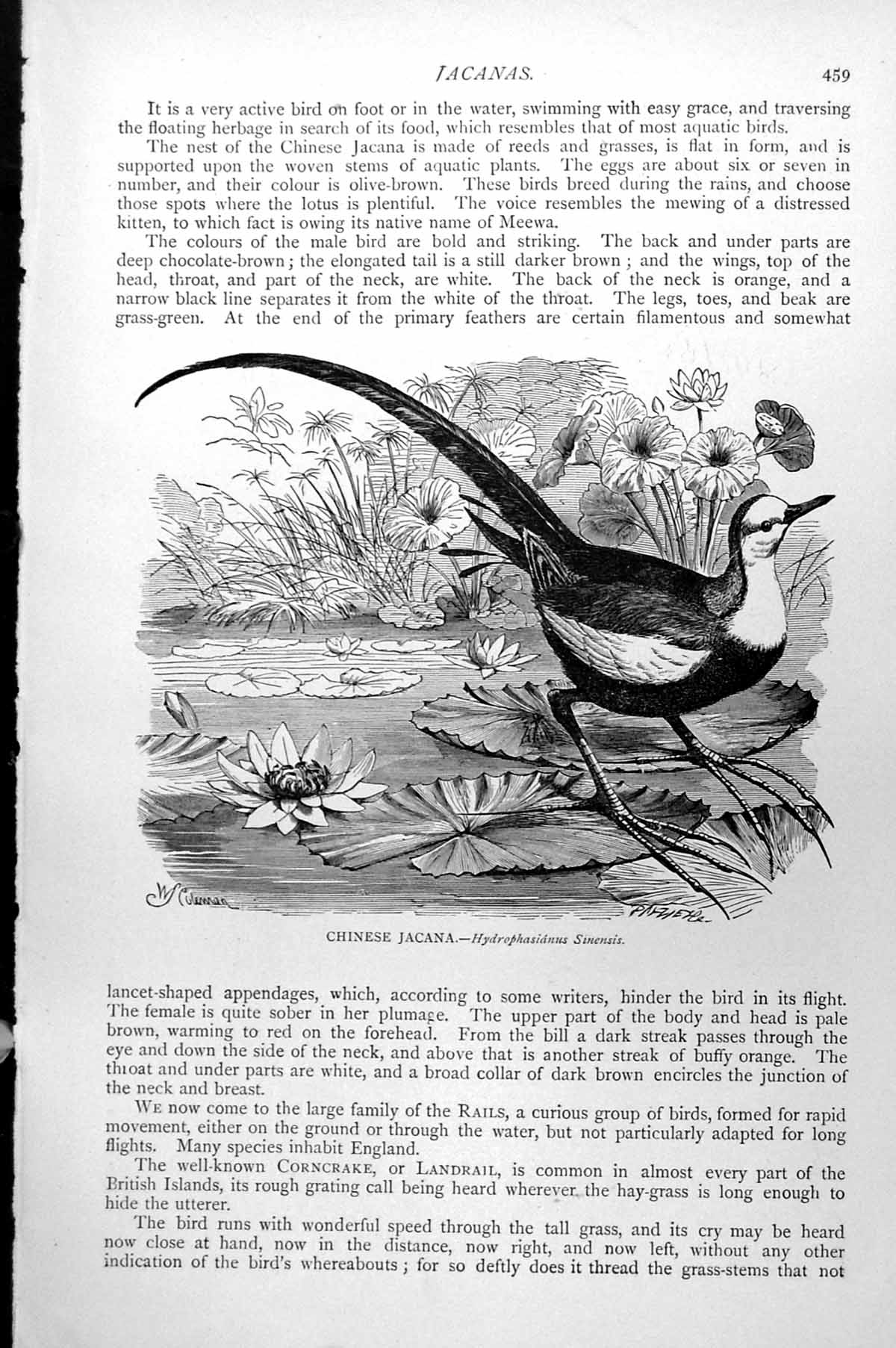 Original Old Antique Print Chinese Jacana Hydrophasianus Sinensis C1890 19th