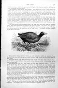 Original Old Antique Print Coot Waterside Fulica Atra C1890 19th