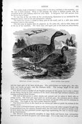 Antique Old Print Grey-Lag Goose Anser Ferus Bean Goose Anser Segetum C1890