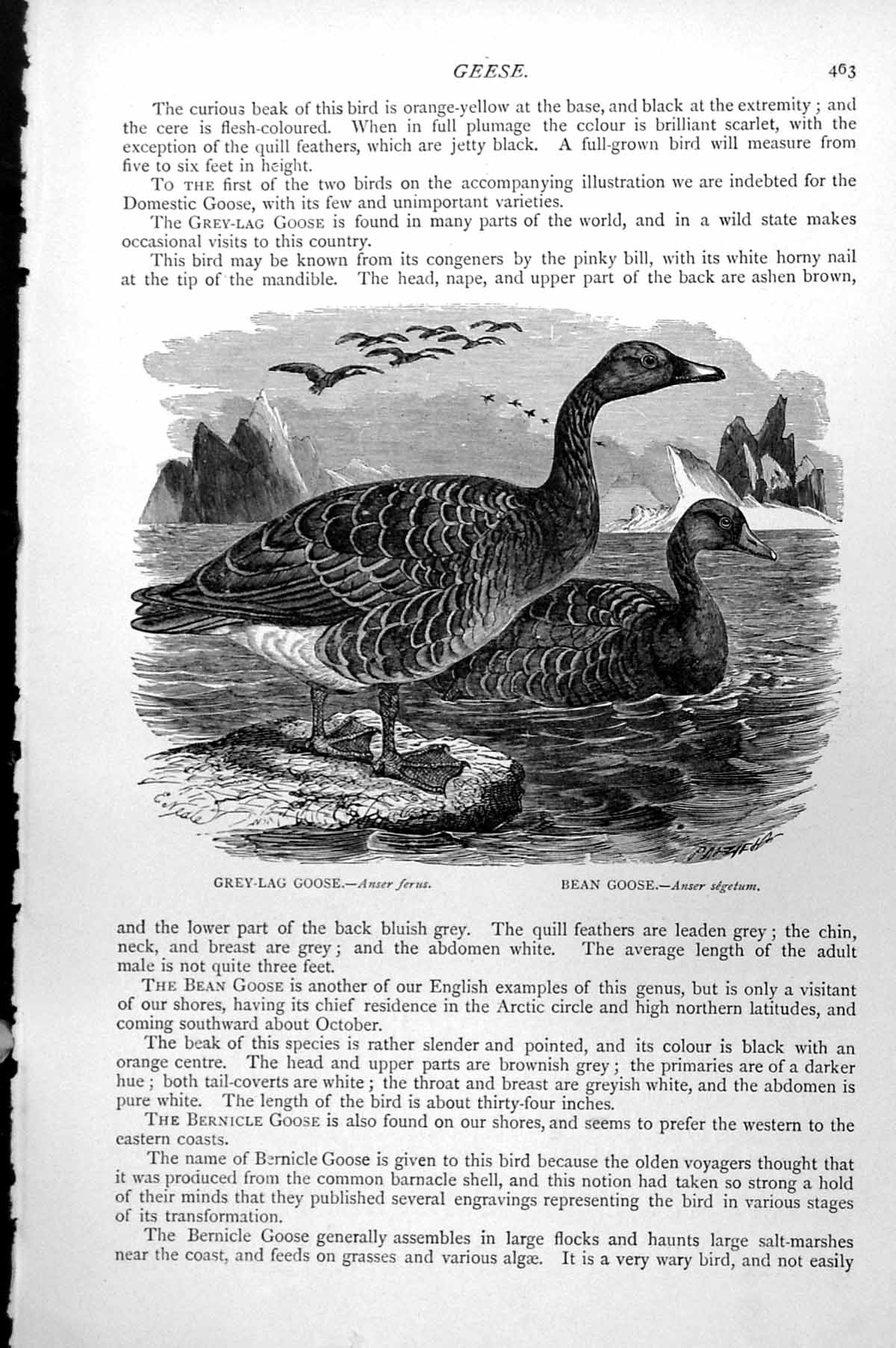 Antique Old Print Grey-Lag Goose Anser Ferus Bean Goose Anser Segetum C1890