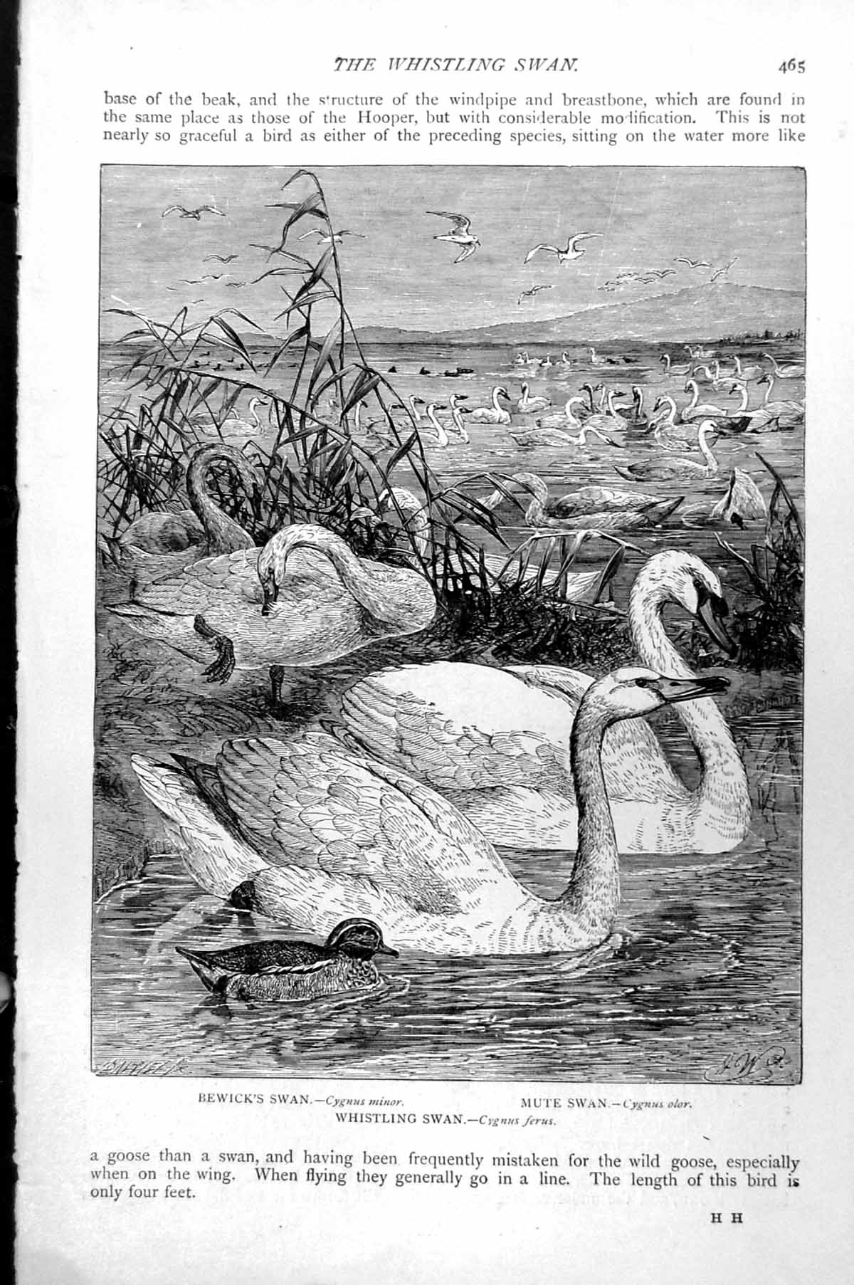 Antique Old Print Bewick'S Swancygnus Minor Whistling Ferus Mute Olor C1890