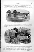 Original Old Antique Print Wigeon Mareca Penelope Mallard Anas Boschas C1890