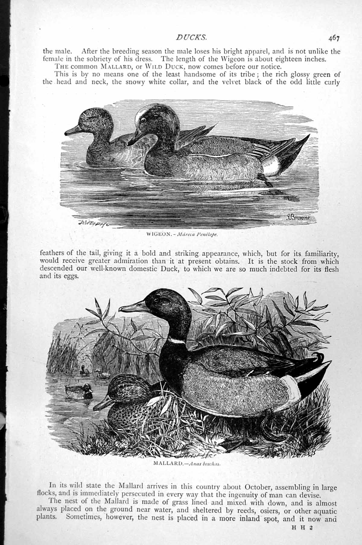 Original Old Antique Print Wigeon Mareca Penelope Mallard Anas Boschas C1890