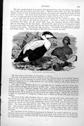 Original Old Antique Print Eider Duck Somateria Mollissima C1890 19th