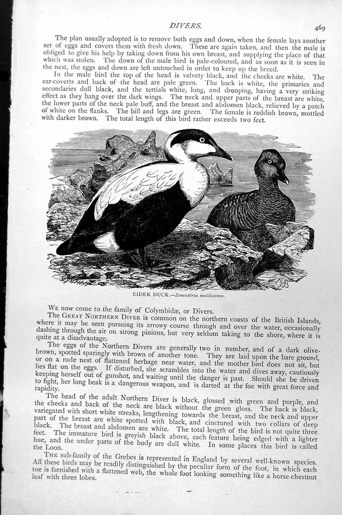 Original Old Antique Print Eider Duck Somateria Mollissima C1890 19th