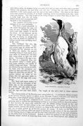 Original Old Antique Print King Penguin Aptenodytes Pennanti C1890 Victorian