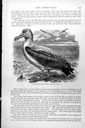 Original Old Antique Print Wandering Albatross Diomedia Exulans C1890 Victorian