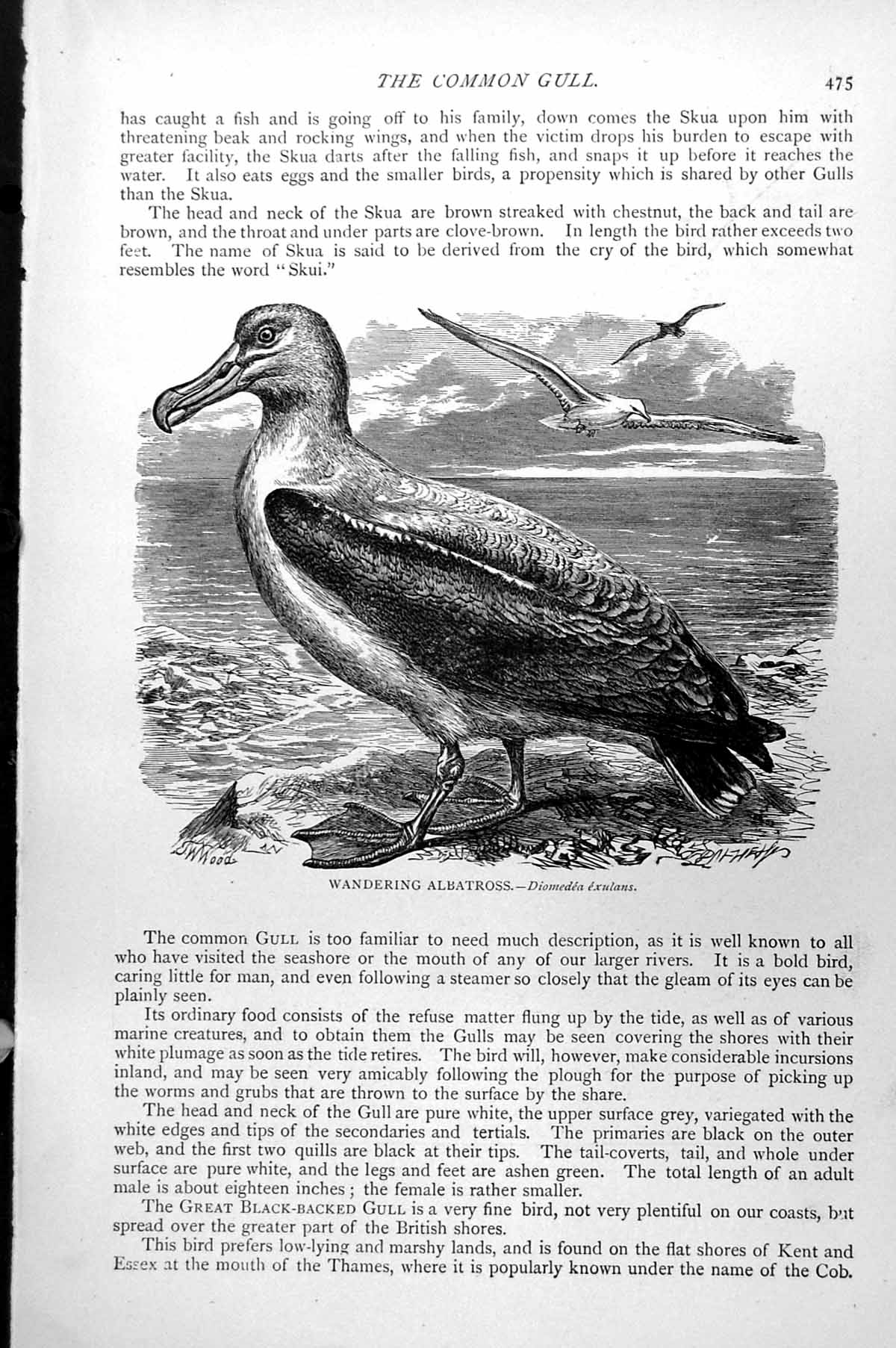 Original Old Antique Print Wandering Albatross Diomedia Exulans C1890 Victorian
