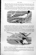 Old Antique Print Tern Sterna Hirundo Tropic Bird Phaeton Aethereus C1890 19th