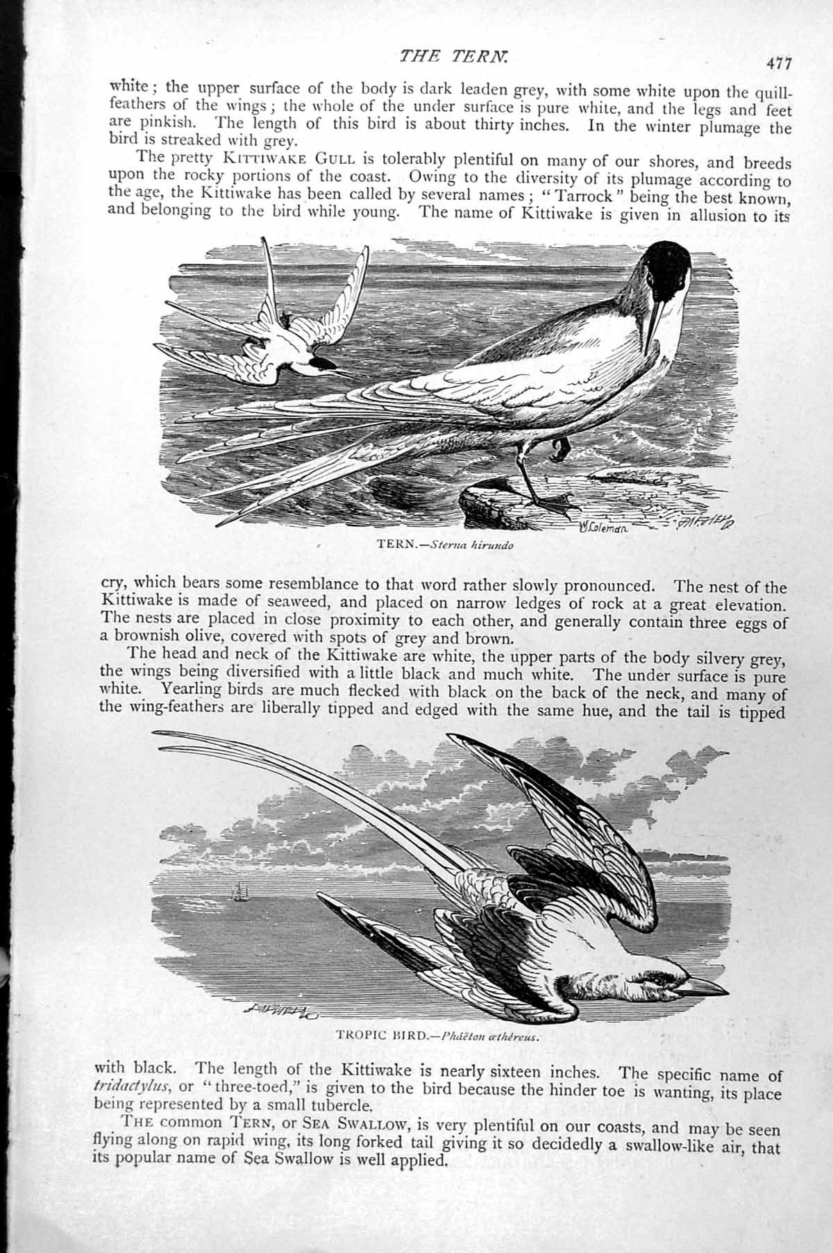 Old Antique Print Tern Sterna Hirundo Tropic Bird Phaeton Aethereus C1890 19th