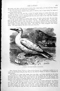 Original Old Antique Print Gannet Or Solan Goose Sula Bassanea C1890 Victorian