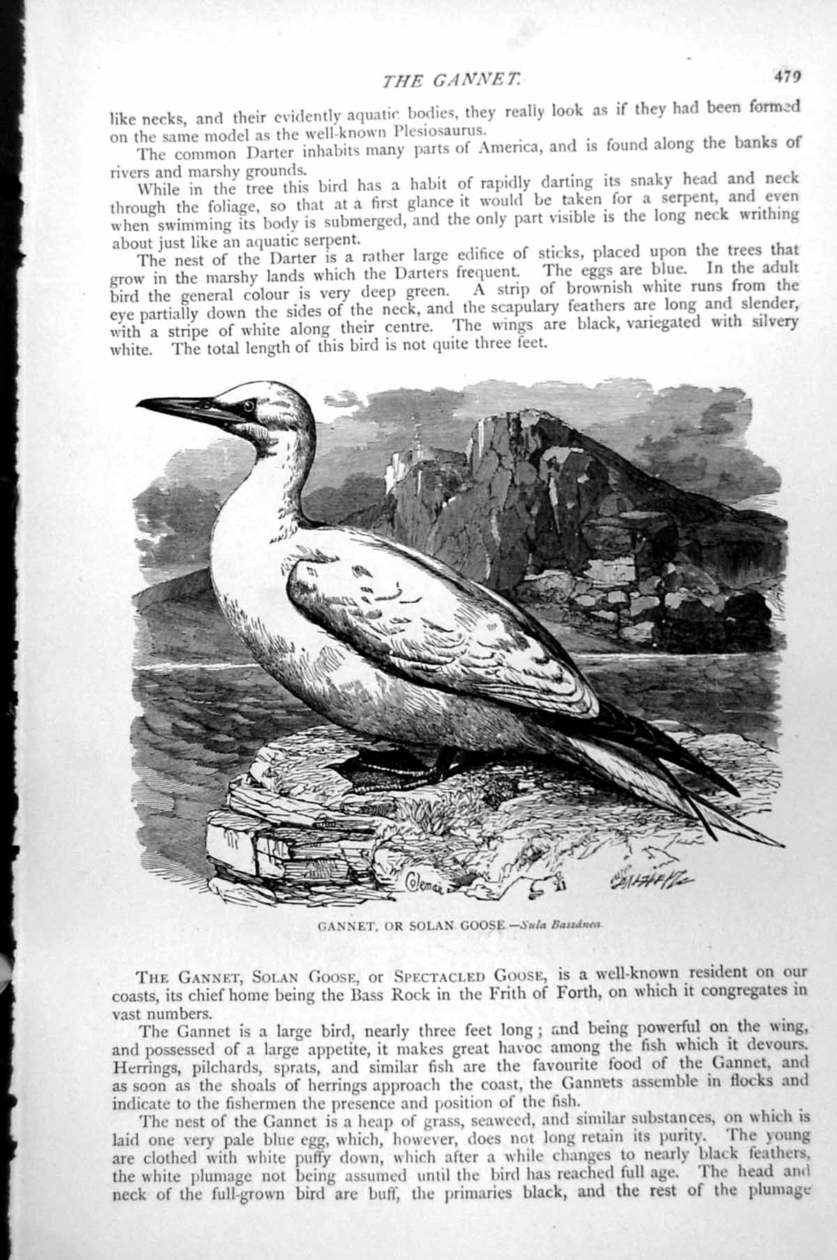 Original Old Antique Print Gannet Or Solan Goose Sula Bassanea C1890 Victorian
