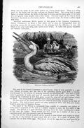 Original Old Antique Print Pelican Pelecanus Onocrotalus C1890 19th