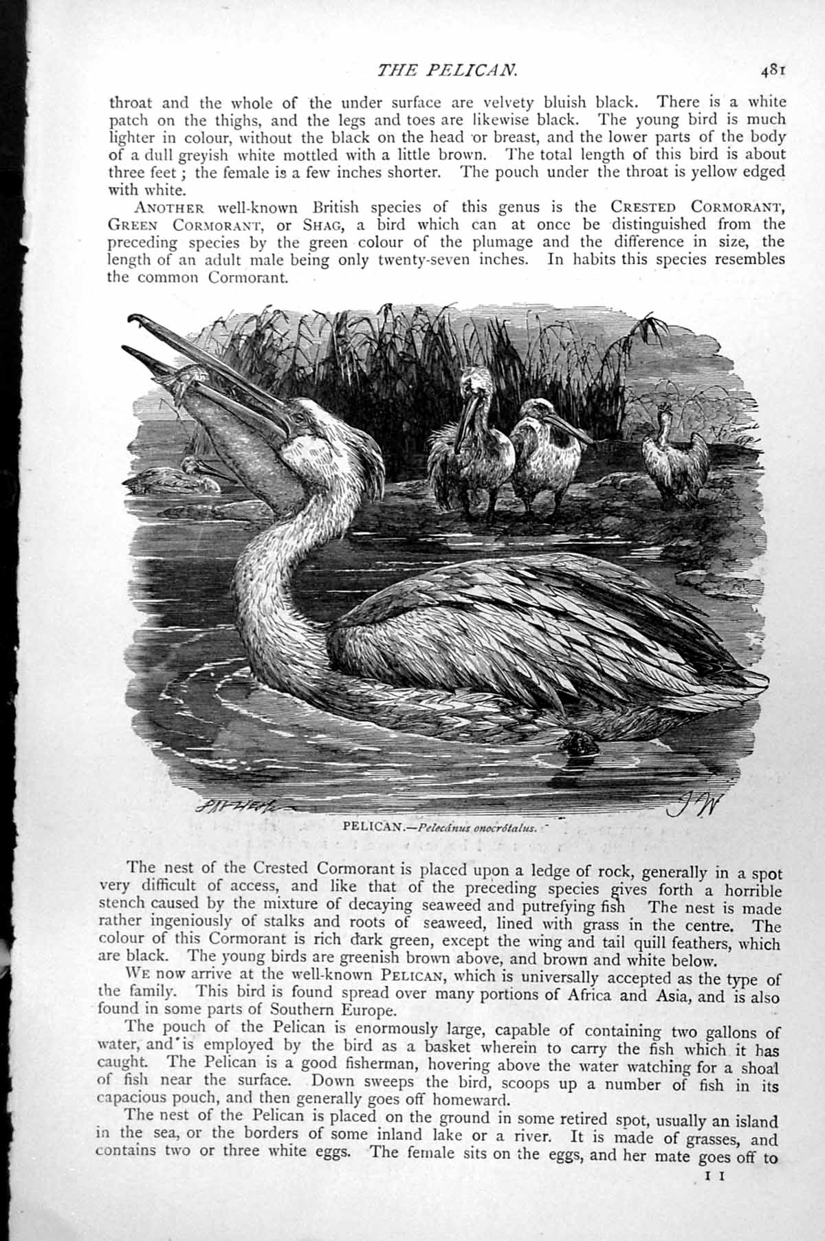 Original Old Antique Print Pelican Pelecanus Onocrotalus C1890 19th