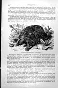 Original Old Antique Print Common Land Tortoise Testudo Graeca C1890 Victorian