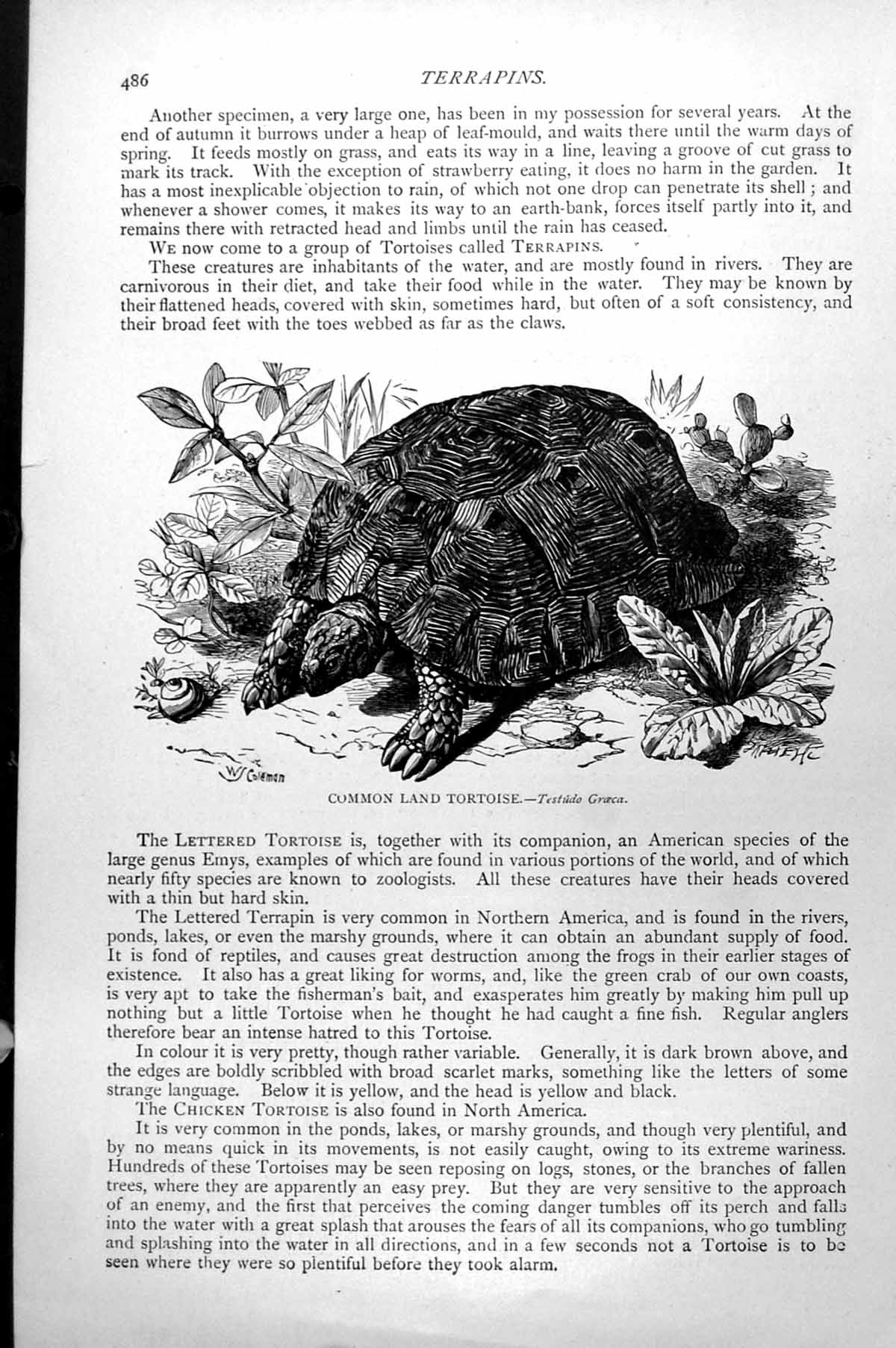 Original Old Antique Print Common Land Tortoise Testudo Graeca C1890 Victorian