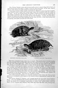 Antique Old Print Lettered Tortoise Emys Scripta Chicken Tortoise Emys C1890