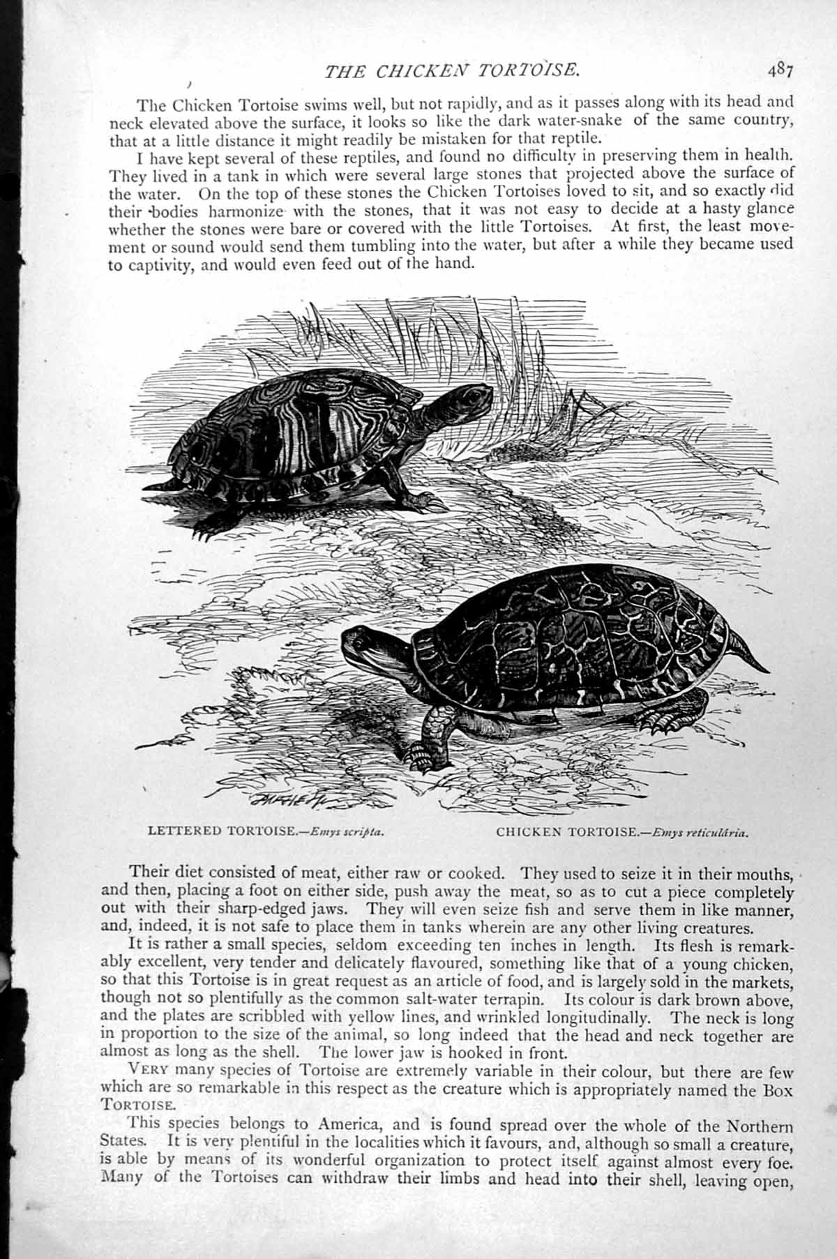 Antique Old Print Lettered Tortoise Emys Scripta Chicken Tortoise Emys C1890