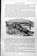 Old Antique Print Gavial Or Gangetic Crocodile Gavialis Gangeticus C1890 19th