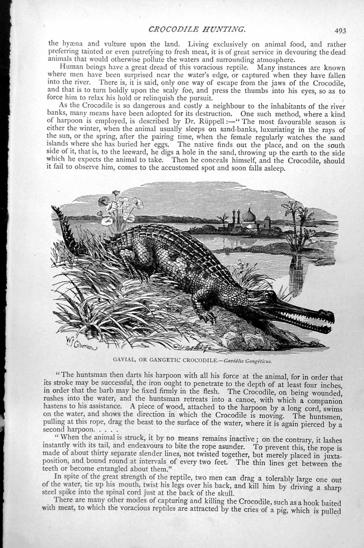Old Antique Print Gavial Or Gangetic Crocodile Gavialis Gangeticus C1890 19th