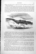 Original Old Antique Print Alligator Alligator Mississipensis C1890 Victorian