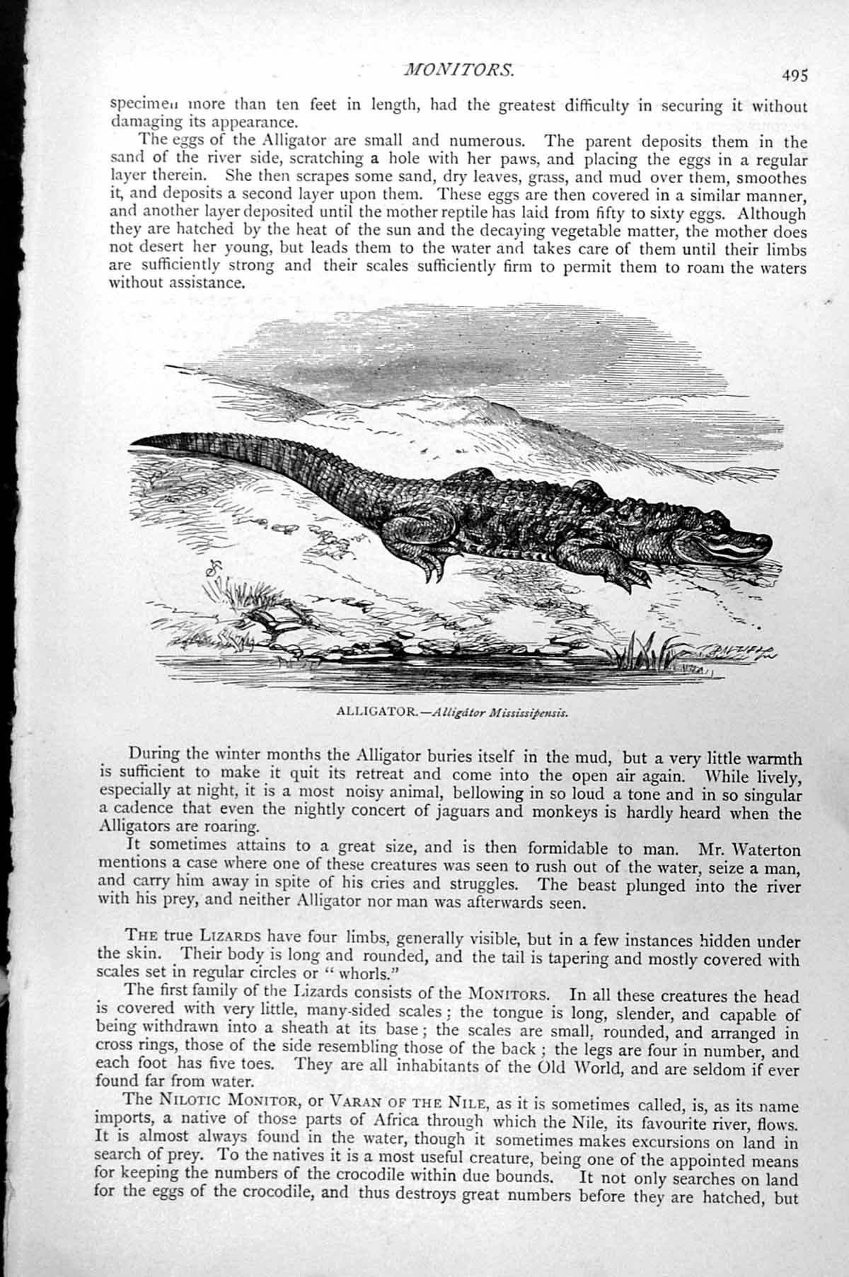 Original Old Antique Print Alligator Alligator Mississipensis C1890 Victorian