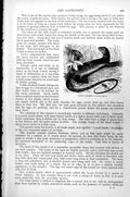 Original Old Antique Print Sand Lizard Lacerta Agiles C1890 19th