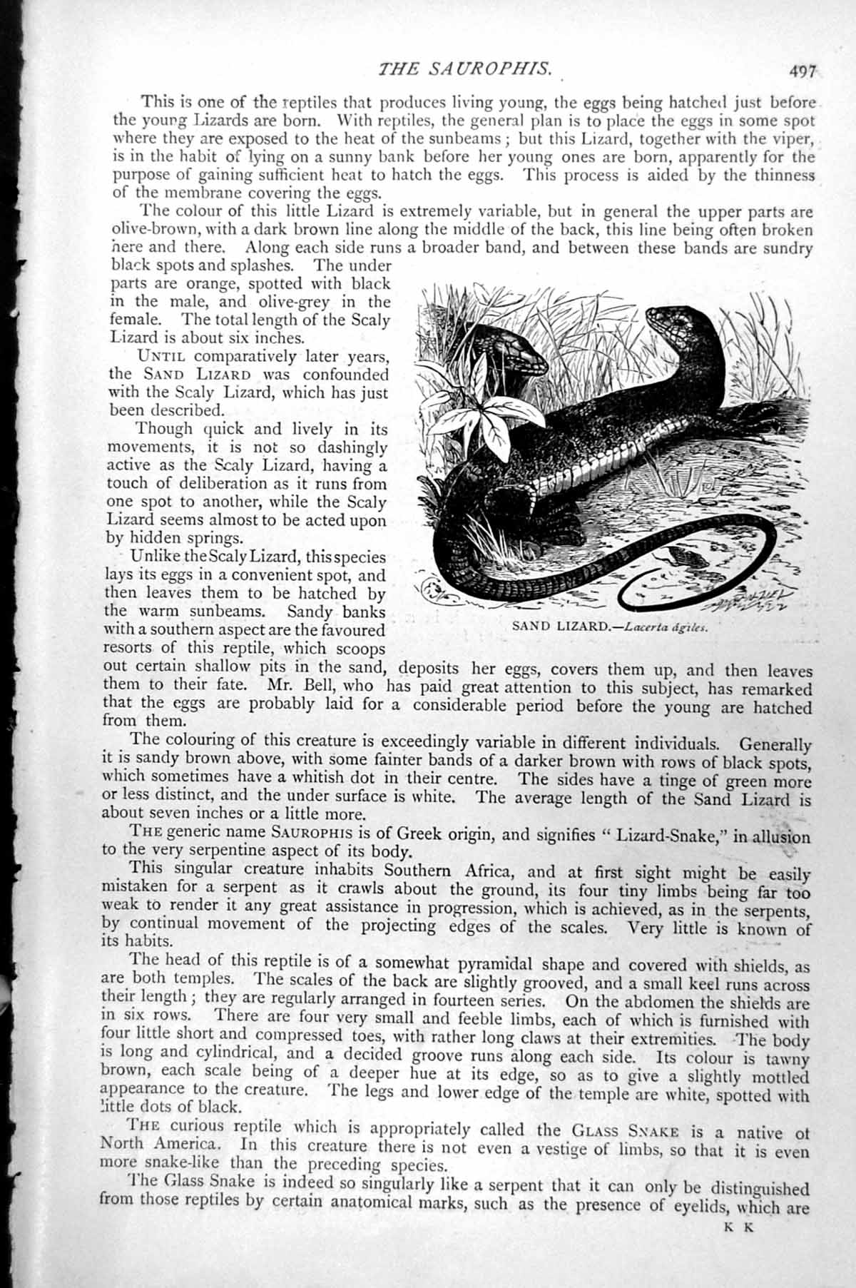 Original Old Antique Print Sand Lizard Lacerta Agiles C1890 19th