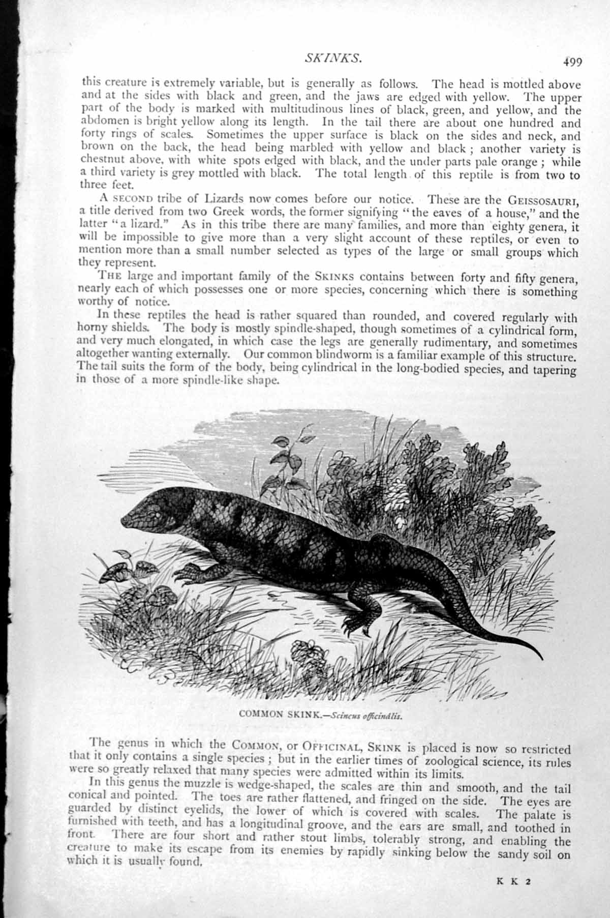 Original Old Antique Print Common Skink Scincus Officinalis C1890 Victorian
