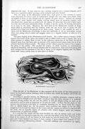 Original Old Antique Print Blindworm Anguis Fragilis C1890 19th