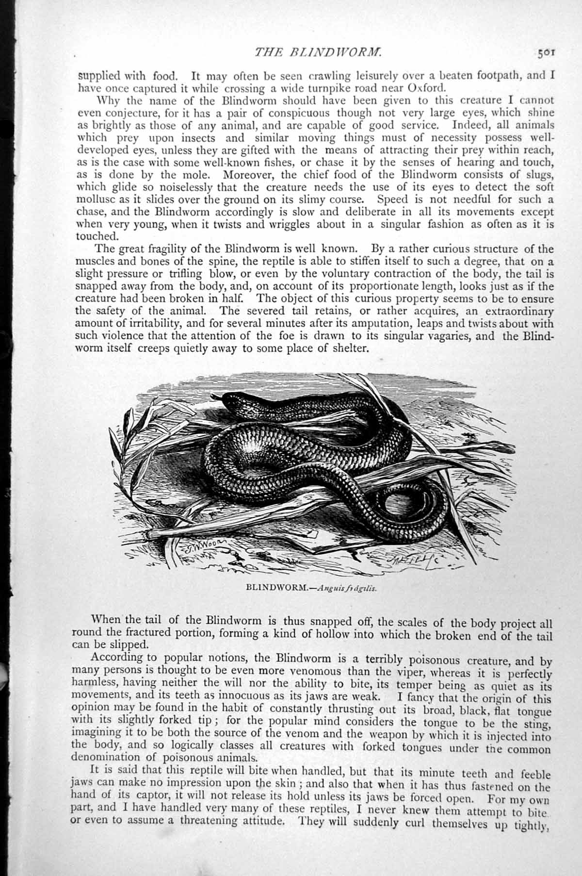 Original Old Antique Print Blindworm Anguis Fragilis C1890 19th