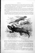 Original Old Antique Print Common Gecko Gecko Verus Fan-Foot Ptyodactylus C1890